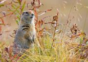 Arktischer Ziesel - Arcic Ground Squirrel  (Spermophilus parryii)